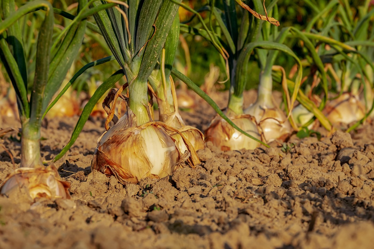 Bovenaanzicht van goed georganiseerde plantenbedden. Bovenaanzicht van goed georganiseerde plantenbedden.
