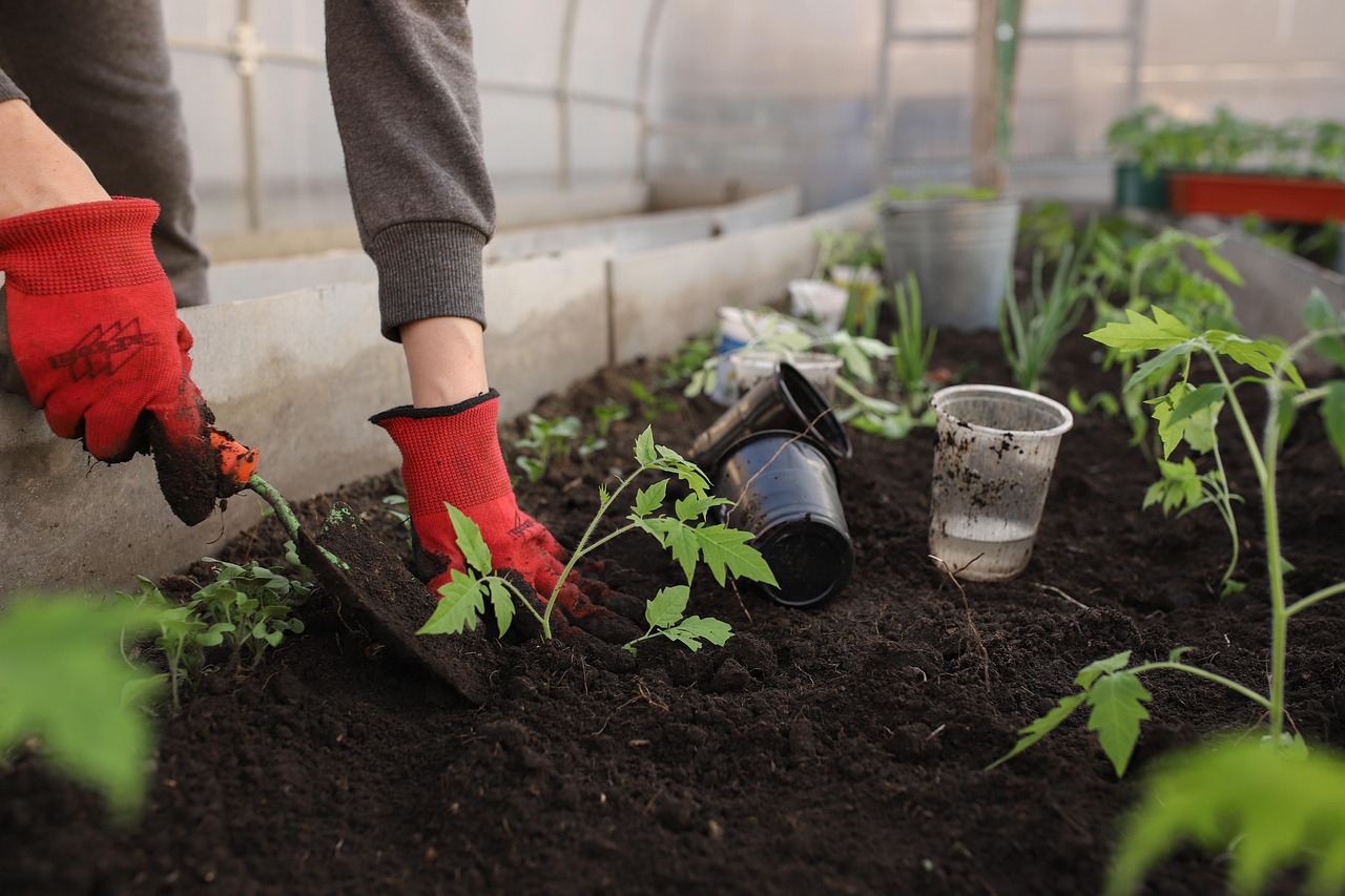 Kind watergeeft spiraalvormige moestuin op zomeravond. Kind watergeeft spiraalvormige moestuin op zomeravond.