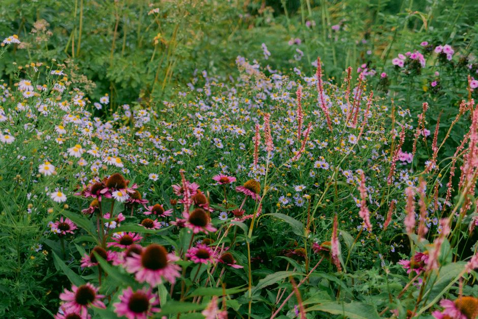 Fris geplukt veldbloemenboeket, natuurlijk en betaalbaar. Fris geplukt veldbloemenboeket, natuurlijk en betaalbaar.