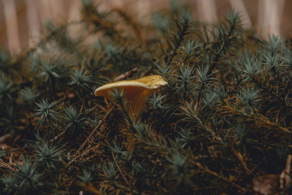 Lantaarn met herfstbladeren en paddenstoelen decor. Lantaarn met herfstbladeren en paddenstoelen decor.