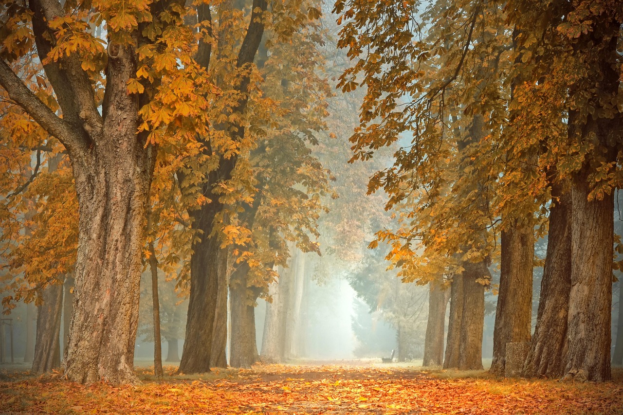 Plisségordijnen filteren zacht herfstzonlicht binnen.