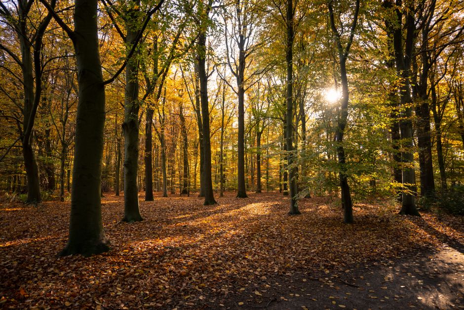 Rolluiken blokkeren scherp herfstlicht buiten.